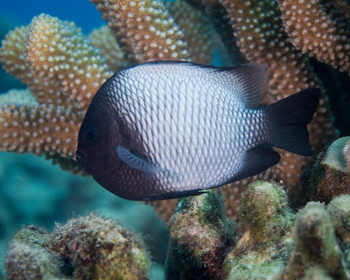 Hawaiian Dascyllus