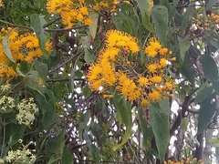 Sinclairia glabra