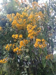 Sinclairia glabra