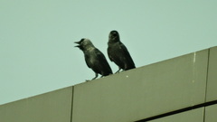 Corvus monedula