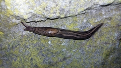 Limax maximus