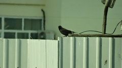 Corvus monedula