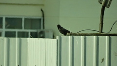 Corvus monedula