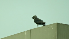 Corvus monedula