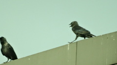 Corvus monedula