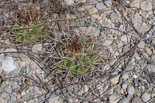 Melocactus caroli-linnaei