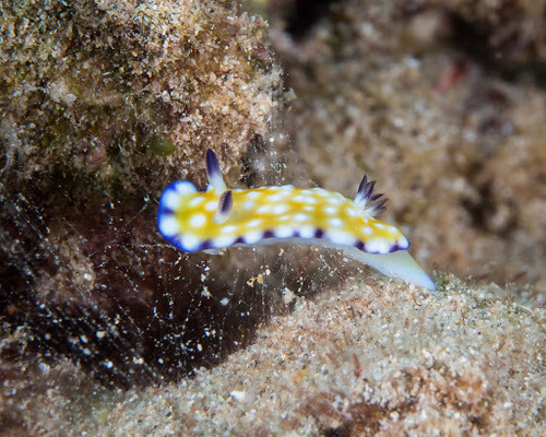 Trembling Nudibranch