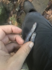 Oscaecilia ochrocephala