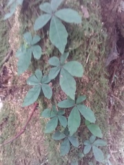 Tetrastigma obtectum