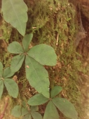 Tetrastigma obtectum