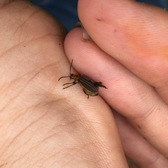 Neolochmaea dilatipennis