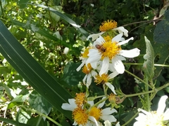 Montanoa imbricata