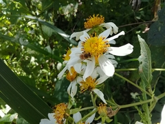 Montanoa imbricata