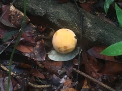 Garcinia macrophylla