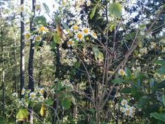 Montanoa imbricata