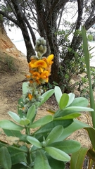 Callistachys lanceolata