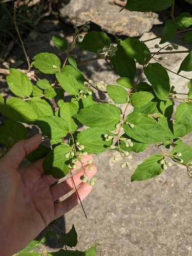 Image of Deutzia crenata by (c) Alaina Krakowiak, some rights reserved (CC BY)