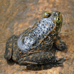 Rana pretiosa
