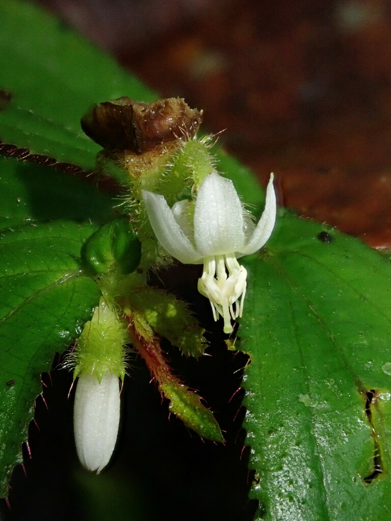Triolena obliqua