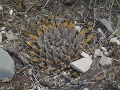 Ariocarpus retusus retusus