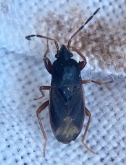 Rhyparochrominae