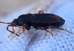 Rhyparochrominae