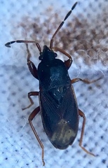 Rhyparochrominae