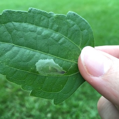 Calycomyza eupatorivora