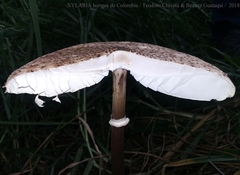 Macrolepiota colombiana
