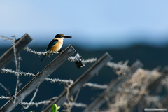 Todiramphus sanctus macmillani