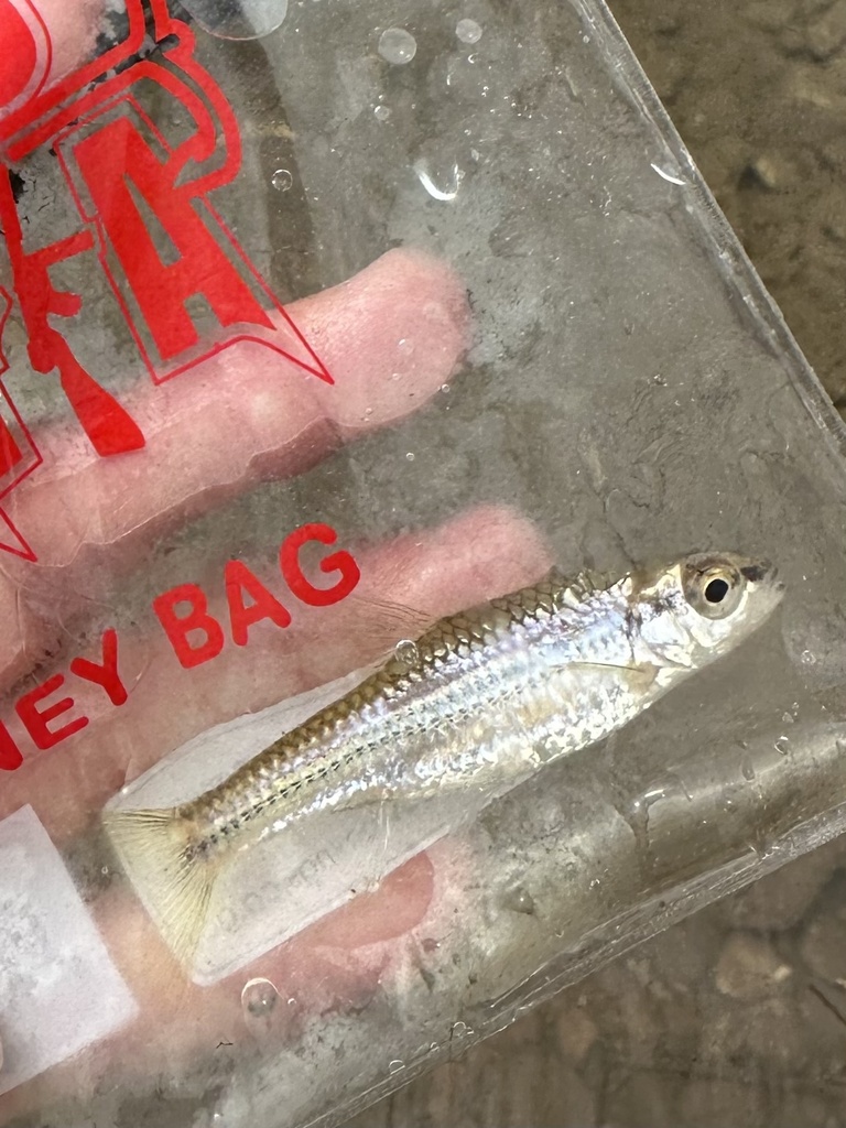 Bigeye Shiner from Buffalo National River, Marshall, AR, US on May 7 ...