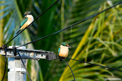 Todiramphus sanctus macmillani