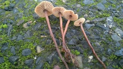 Macrocystidia cucumis