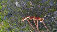 Macrocystidia cucumis