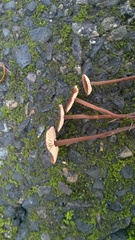 Macrocystidia cucumis
