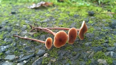 Macrocystidia cucumis