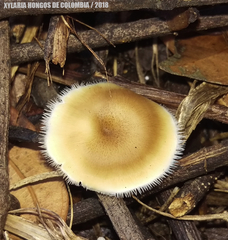Lentinus flexipes