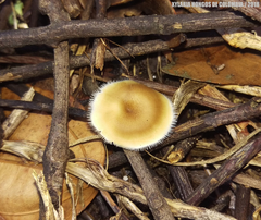 Lentinus flexipes