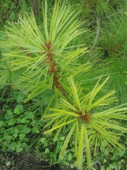 Pinus morrisonicola