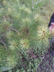 Pinus morrisonicola