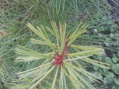 Pinus morrisonicola