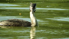 Podiceps cristatus