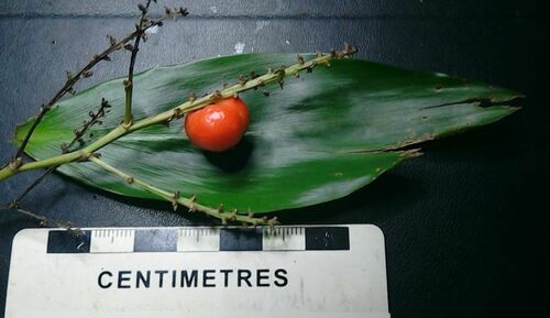 Cordyline murchisoniae (Cordyline murchisoniae)