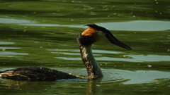 Podiceps cristatus