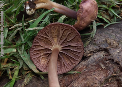 Mycena holoporphyra