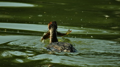 Podiceps cristatus