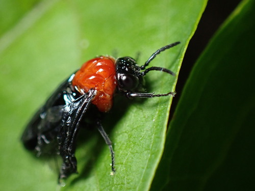 Black-headed Ash Sawfly