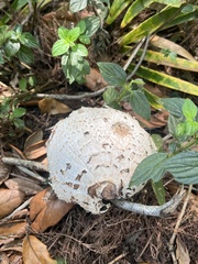 Chlorophyllum molybdites image
