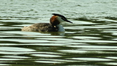Podiceps cristatus