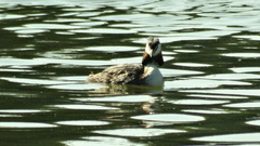 Podiceps cristatus